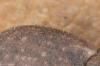 Strophosoma capitatum